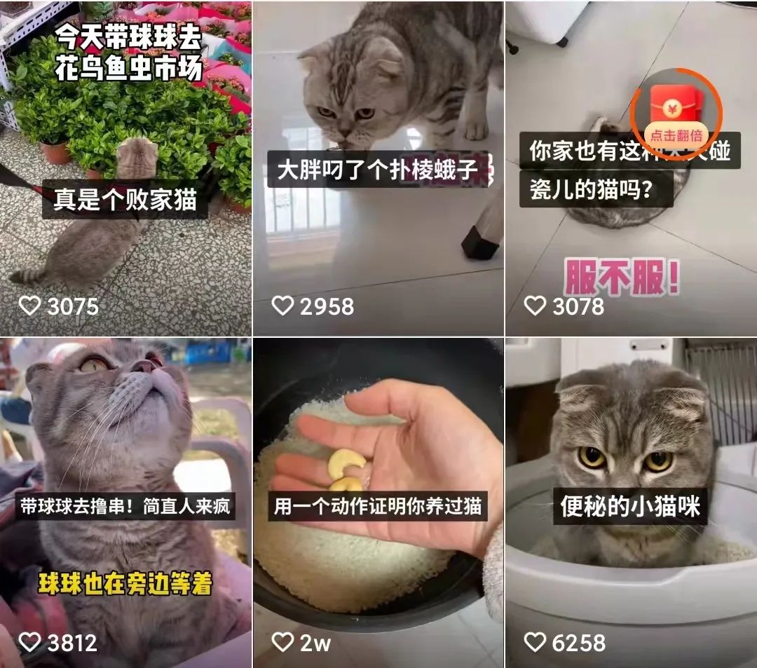 单条视频3000W播放：“猫咪开蚌”，猎奇心下的流量收割机